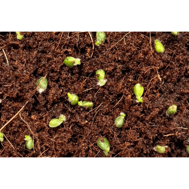 Anthurium besseae aff. 'Trinity' x dressleri RG 'Evelyn'
