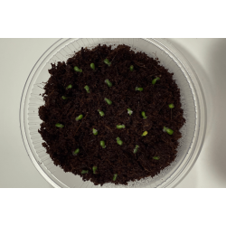 Anthurium carlablackiae 'Serenity' x 'Opeya'