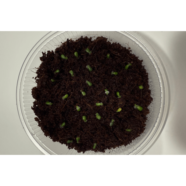 Anthurium carlablackiae 'Serenity' x 'Opeya'