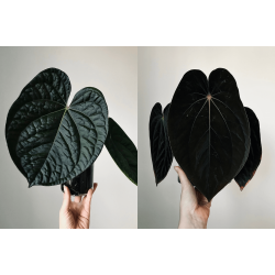 Anthurium (BVEP x luxurians) 'Bellamira' x BVEP 'Laila'