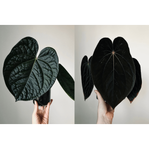 Selectively Bred Anthurium Seedlings