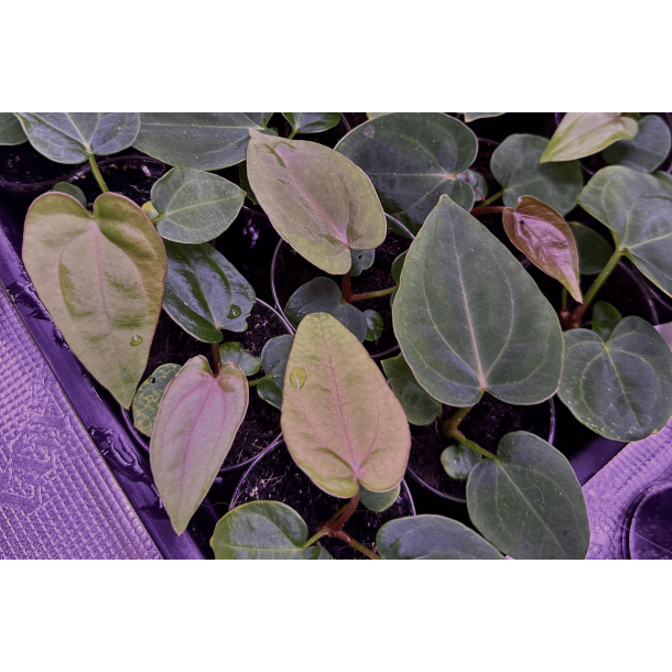 Anthurium (dressleri RG x carlablackiae 'Amanda' X BVEP 'Round') x dressleri RG 'Evelyn'