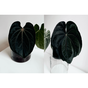 Anthurium (dressleri RG x carlablackiae 'Amanda' X BVEP 'Round') x dressleri RG 'Evelyn'