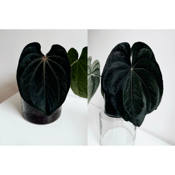 Anthurium (dressleri RG x carlablackiae 'Amanda' X BVEP 'Round') x dressleri RG 'Evelyn'