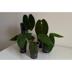 Anthurium 'King of Spades' x (papillilaminum 'RLFS' x carlablackiae)