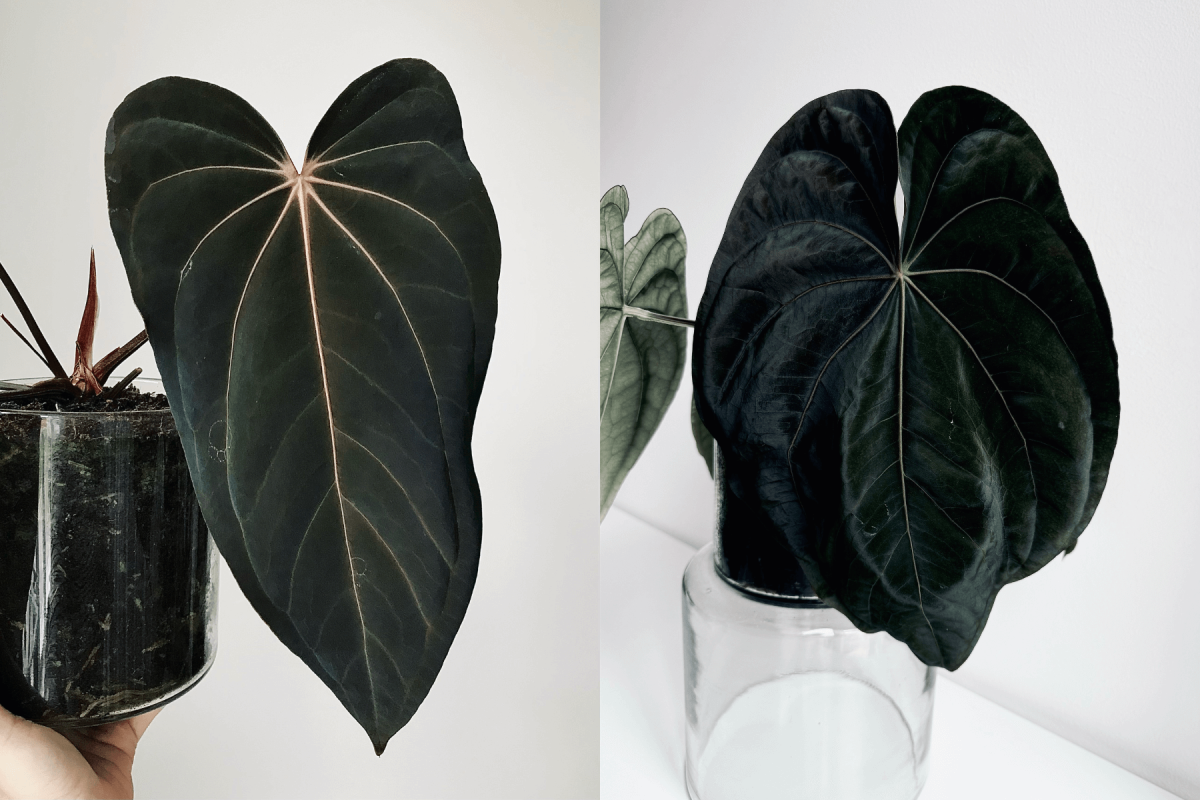 新春セールAnthurium \