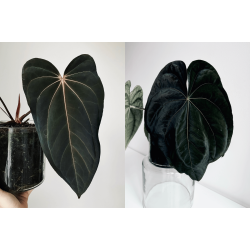 Anthurium (papillilaminum 'RLFS' x carlablackiae) x dressleri RG 'Evelyn'