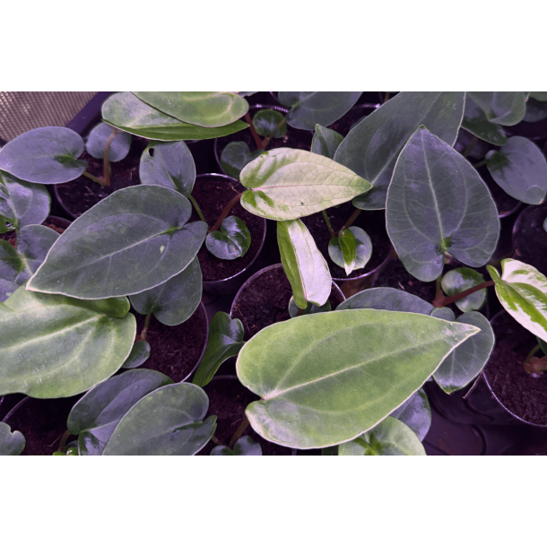 Anthurium (papillilaminum 'RLFS' x carlablackiae) x dressleri RG 'Evelyn'