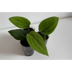 Anthurium (papillilaminum 'RLFS' x carlablackiae) x BVEP 'Laila'