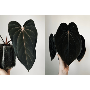 Anthurium (papillilaminum 'RLFS' x carlablackiae) x BVEP 'Laila'