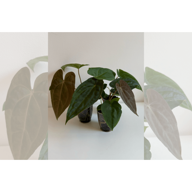 Anthurium (papillilaminum 'RLFS' x carlablackiae) x 'Red Vein Dark Phoenix'