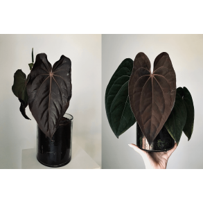 Anthurium (papillilaminum 'RLFS' x carlablackiae) x 'Red Vein Dark Phoenix'