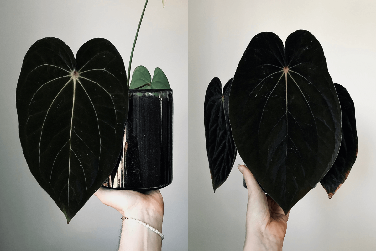 Anthurium (carlablackiae 'GPH - 001' x BVEP 'Round') x BVEP 'Laila'