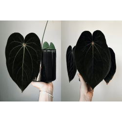 Anthurium (carlablackiae 'GPH - 001' x BVEP 'Round') x BVEP 'Laila'