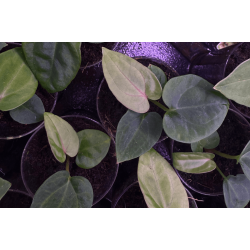 Anthurium (carlablackiae 'GPH - 001' x BVEP 'Round') x dressleri RG 'Evelyn'