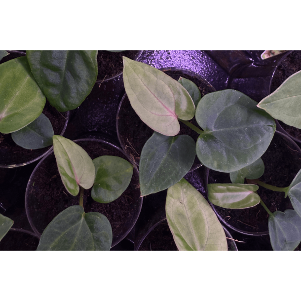 Anthurium (carlablackiae 'GPH - 001' x BVEP 'Round') x dressleri RG 'Evelyn'