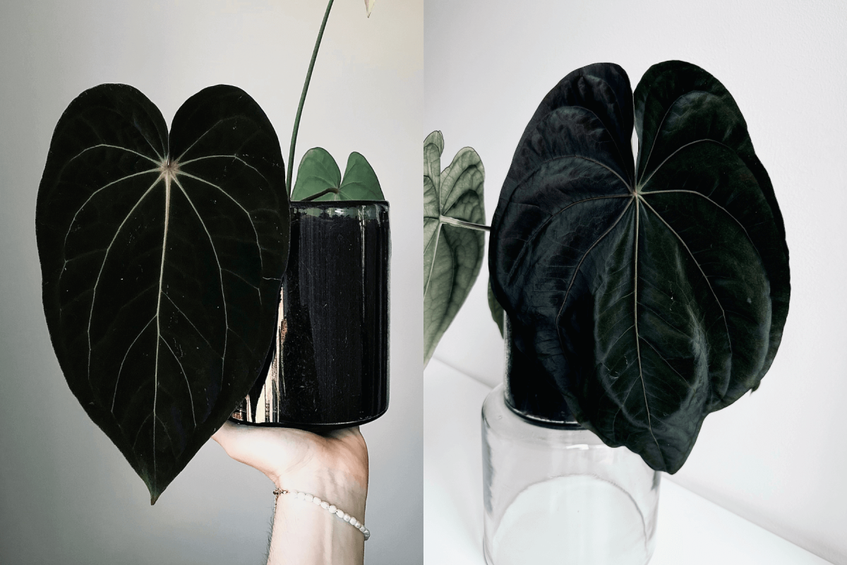 その他観葉植物 Anthurium Papi FS x Carlablackiae A. (carlablackiae 'GPH - 001' x BVEP 'Round') x dressleri RG 'Evelyn'