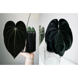 Anthurium (carlablackiae 'GPH - 001' x BVEP 'Round') x dressleri RG 'Evelyn'