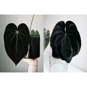 Anthurium (carlablackiae 'GPH - 001' x BVEP 'Round') x dressleri RG 'Evelyn'