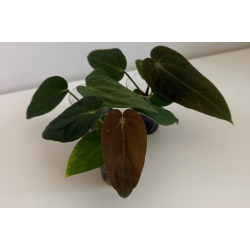 Anthurium (carlablackiae 'GPH - 001' x BVEP 'Round') x BVEP 'Laila'