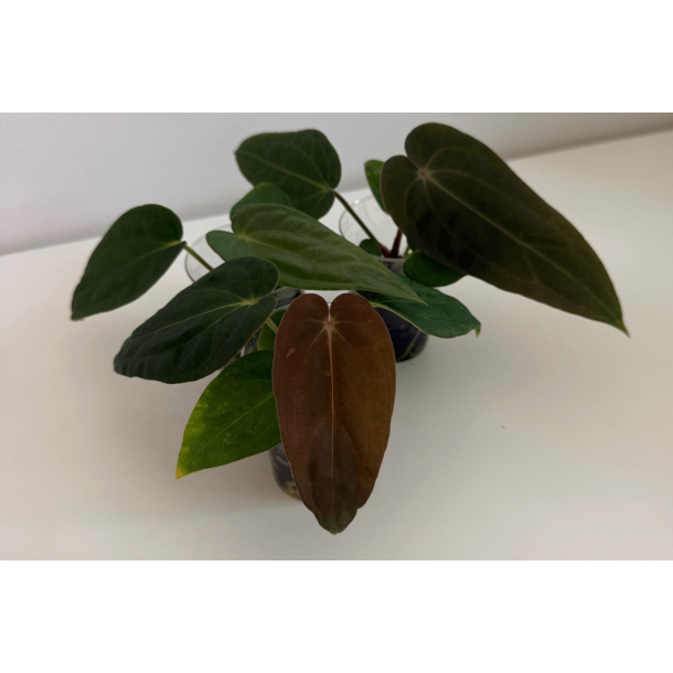 Anthurium (carlablackiae 'GPH - 001' x BVEP 'Round') x BVEP 'Laila'