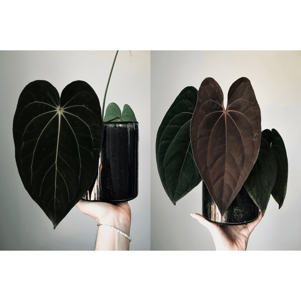 Anthurium (carlablackiae 'GPH - 001' x BVEP 'Round') x 'Red Vein Dark Phoenix'