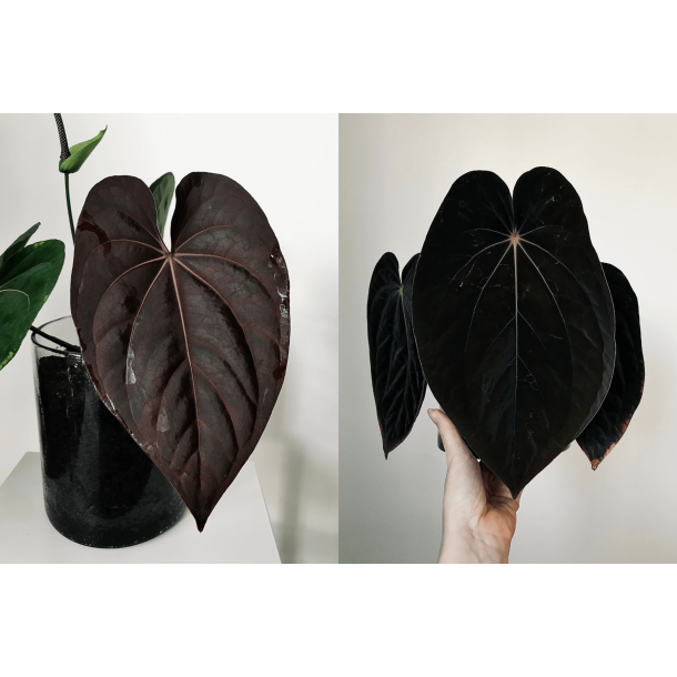 Anthurium (dressleri RG x carlablackiae 'Amanda') x BVEP 'Laila'