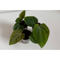 Anthurium (dressleri RG x carlablackiae 'Amanda') x besseae aff. 'Trinity'