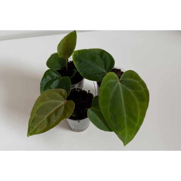 Anthurium (dressleri RG x carlablackiae 'Amanda') x besseae aff. 'Trinity'