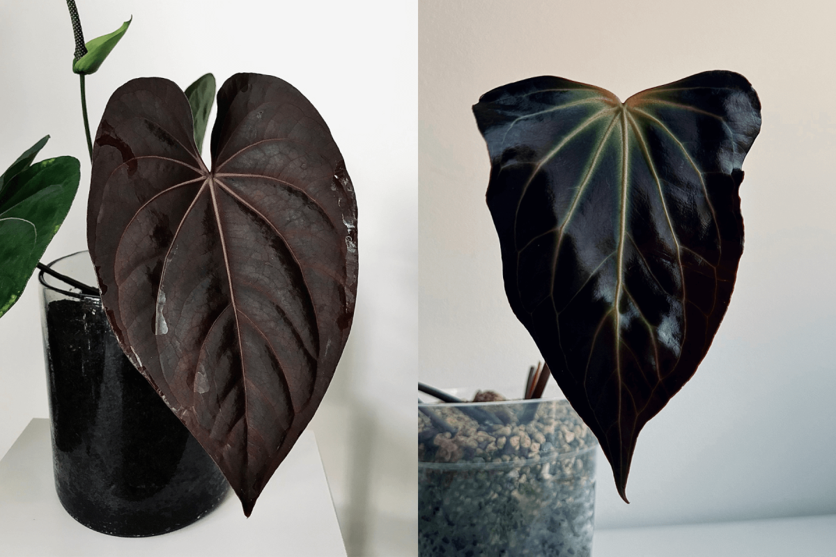 Anthurium (dressleri RG x carlablackiae 'Amanda') x besseae aff