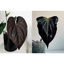 Anthurium (dressleri RG x carlablackiae 'Amanda') x besseae aff. 'Trinity'