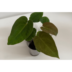 Anthurium (forgetii x papillilaminum 'LLB') x BVEP 'Laila'