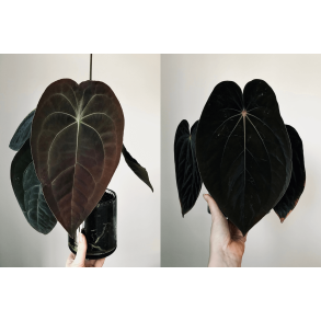 Anthurium (forgetii x papillilaminum 'LLB') x BVEP 'Laila'