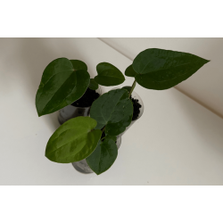 Anthurium 'Ace of Spades' (dark form) x 'Red Vein Dark Phoenix'