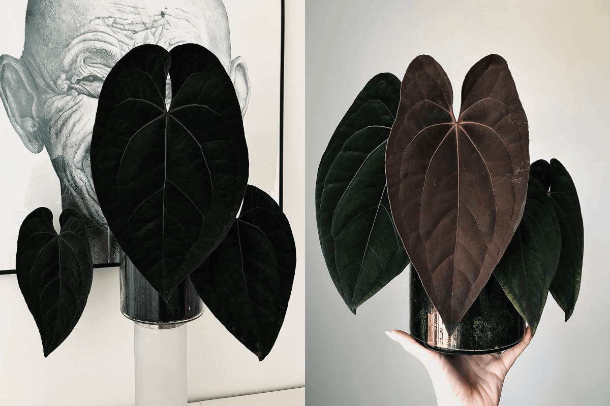 Anthurium 'Ace of Spades' (dark form) x 'Red Vein Dark Phoenix
