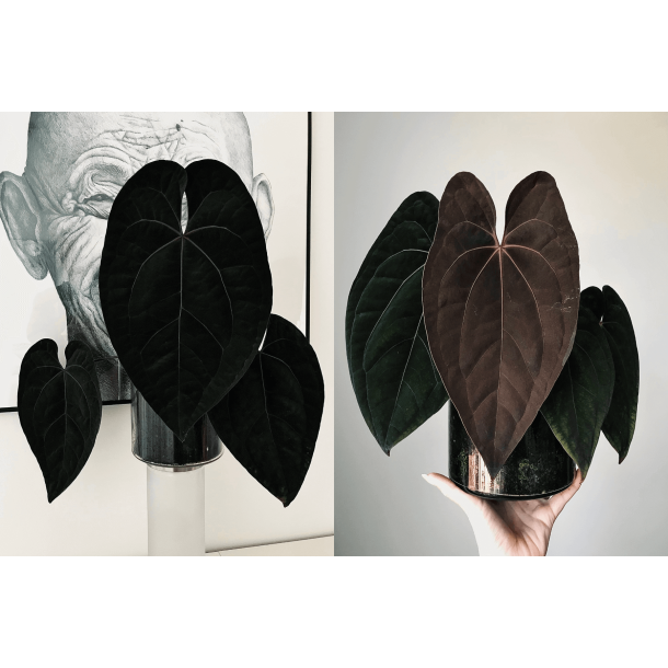 Anthurium 'Ace of Spades' (dark form) x 'Red Vein Dark Phoenix'