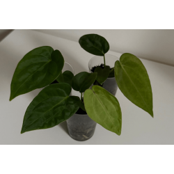 Anthurium (dressleri RG x carlablackiae 'Amanda') x BVEP 'Laila'