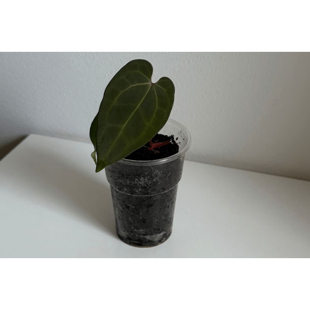 Anthurium 'Ace of Spades' (dark form)