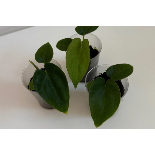 Anthurium BVEP 'Laila' x dressleri RG 'Evelyn'