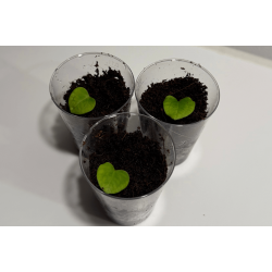 Anthurium BVEP 'Laila' x dressleri RG 'Evelyn'