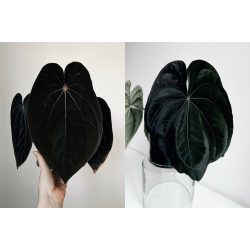 Anthurium BVEP 'Laila' x dressleri RG 'Evelyn'