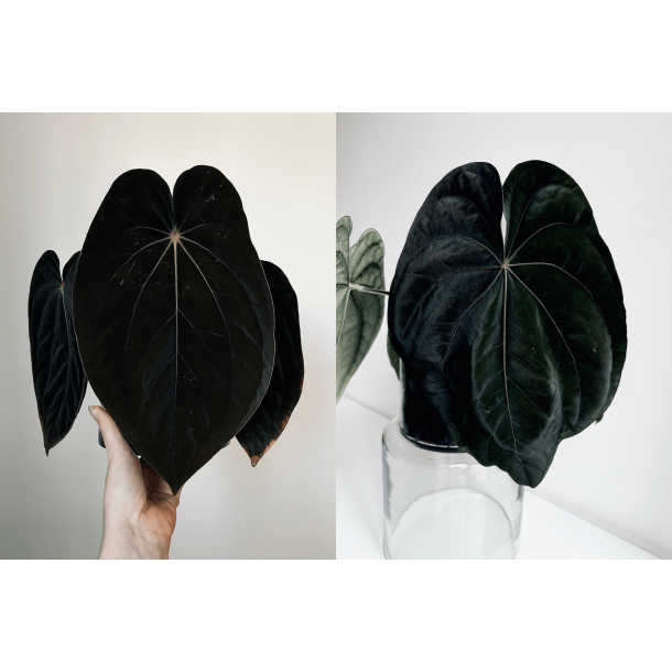 Anthurium BVEP 'Laila' x dressleri RG 'Evelyn'