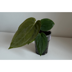 Anthurium BVEP 'Olivia'