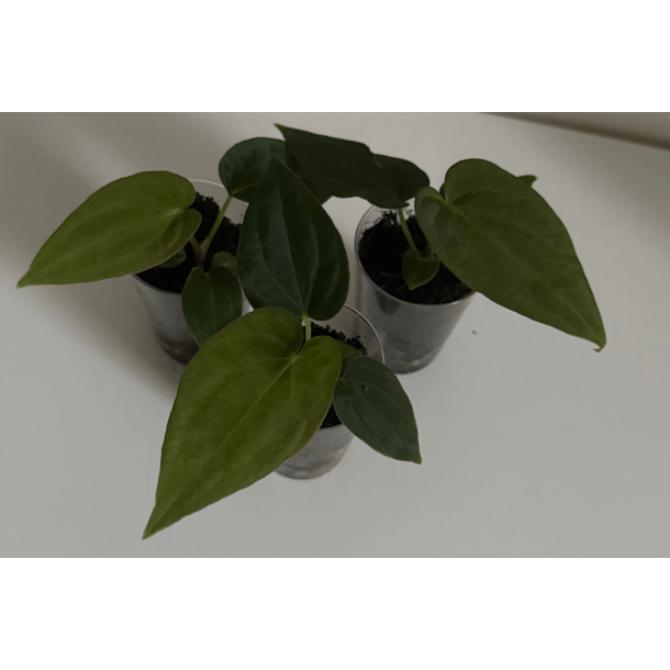 Anthurium BVEP 'Laila' x 'Laura'