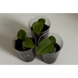 Anthurium (BVEP x luxurians) 'Bellamira' x BVEP 'Laila'