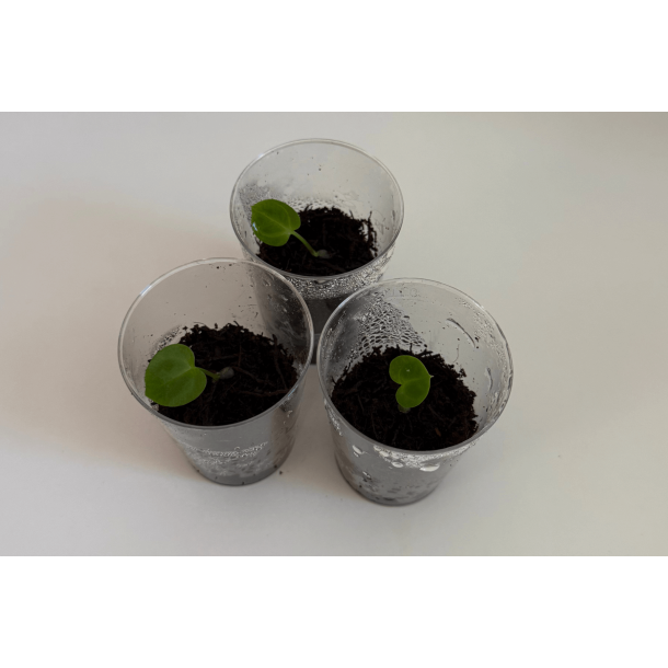 Anthurium (carlablackiae x crystallinum) 'Ciara' x besseae aff. 'Elina'