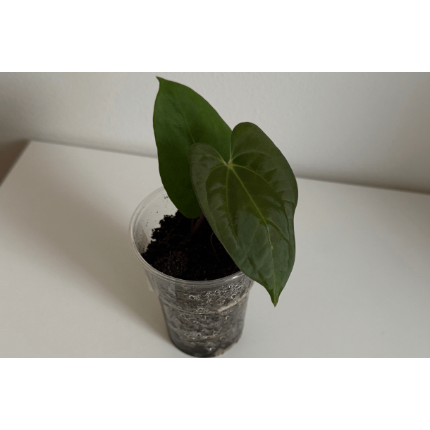 Anthurium 'Dark Phoenix' (OG clone)