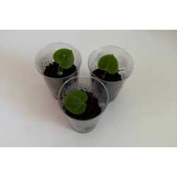 Anthurium 'Dark Phoenix' x besseae aff. 'Elina'