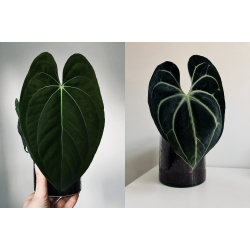 Anthurium 'Dark Phoenix' x besseae aff. 'Elina'