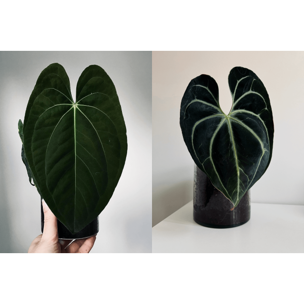 Anthurium 'Dark Phoenix' x besseae aff. 'Elina'